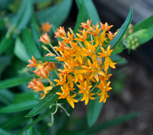 Asclepias tuberosa