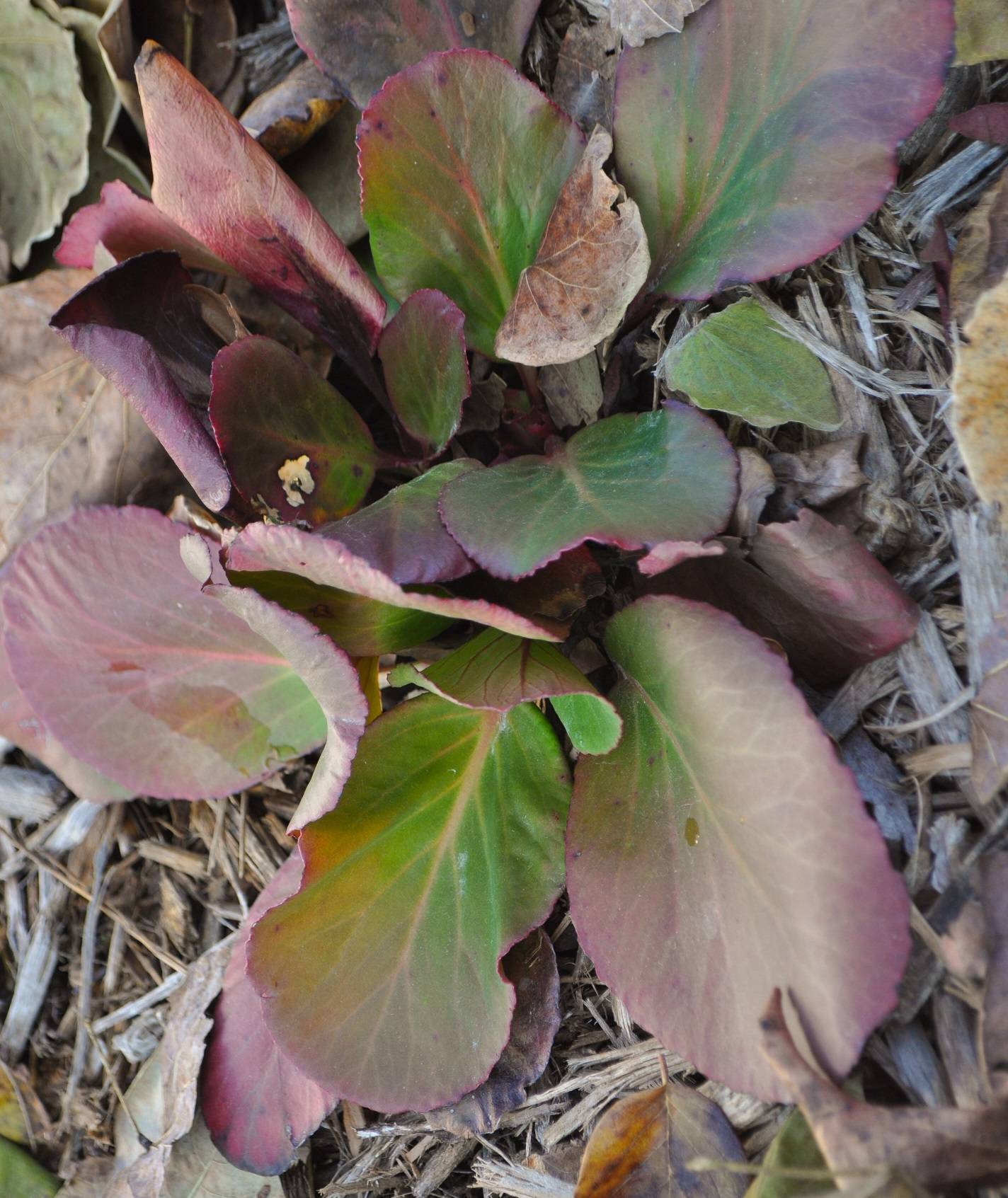 bergenia-fall-color