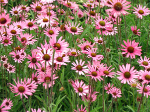 Echinacea