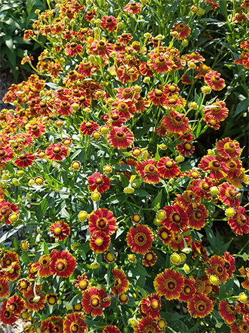 Helenium-Salud
