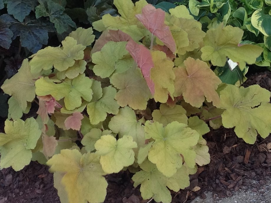 heuchera-caramel-color