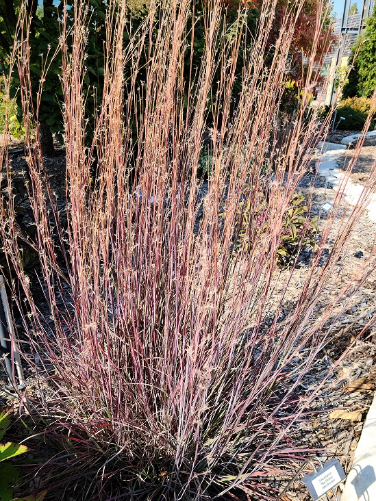 little-bluestem