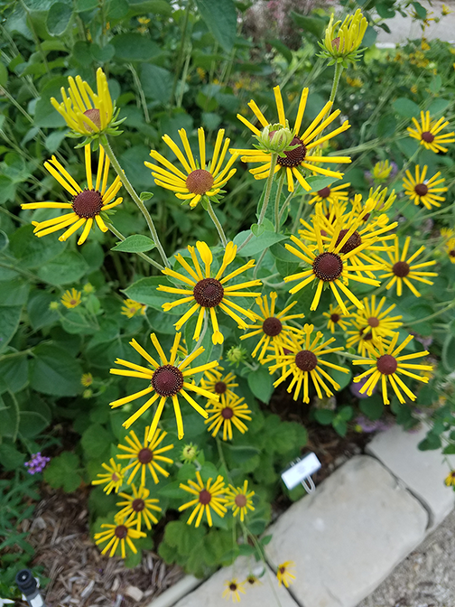 Rudabekia