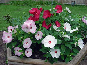 Hardy hibiscus plants