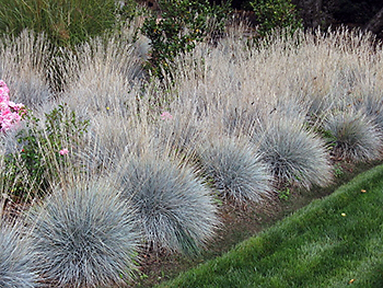 Ornamental Grass Care