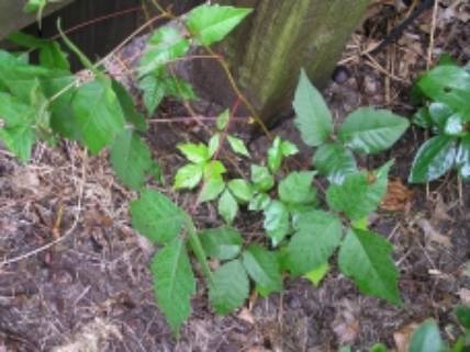 Poison Ivy Summer 