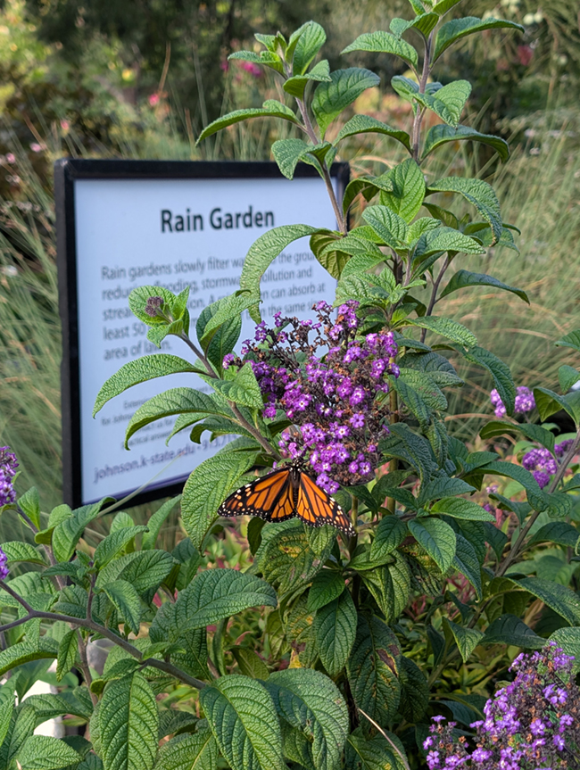 Monarch butterfly on heliotrope in a rain garden 
