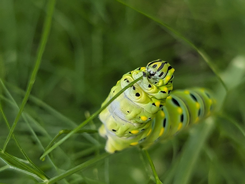 swallowtail caterpillar munching on fennel 