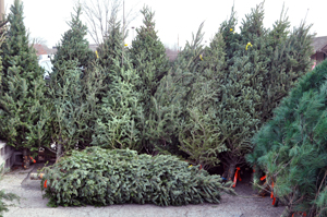 Christmas trees on a lot