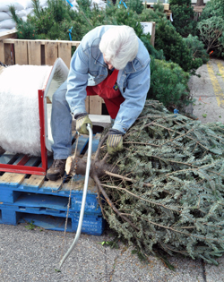 Cut off base of a Christmas tree