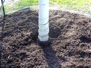 Doughnut ring of mulch around tree