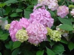 hydrangea_pink_mophead