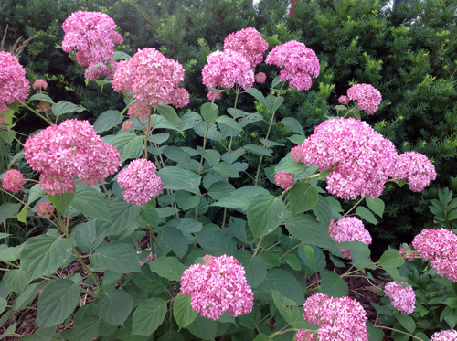 Invincible Spirit hydrangea in bloom