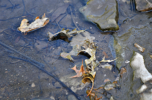 Leaves in water