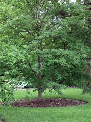Mulch ring around mature tree