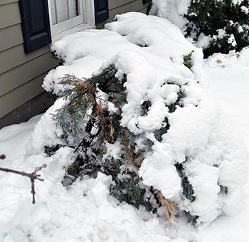 Snow bent Wichita blue juniper