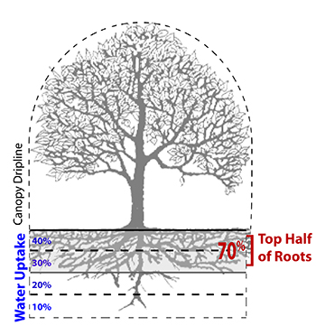 Tree illustration of root zone and drip line