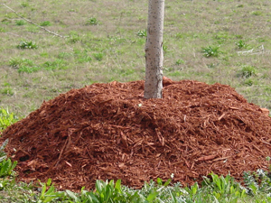Volcano mound of mulch around young tree