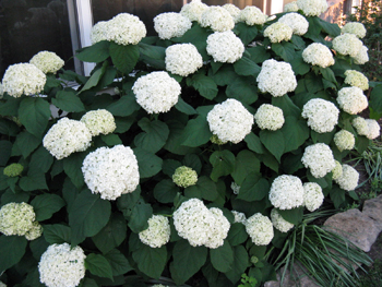 Hydrangea arborescens