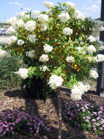 Hydrangea paniculata Pee Gee tree