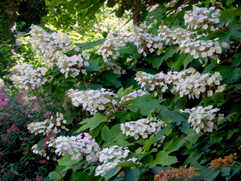 Hydrangea quercifolia