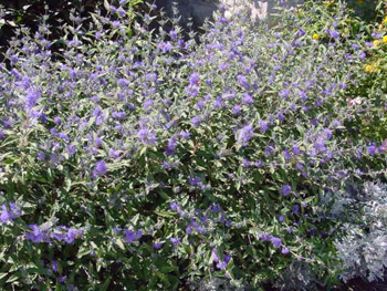 Caryopteris