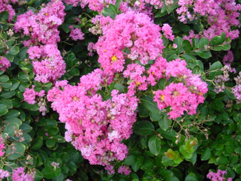 Crepe Myrtle