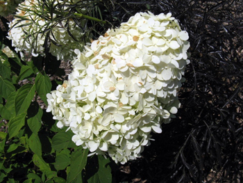 Hydrangea paniculata Limelight