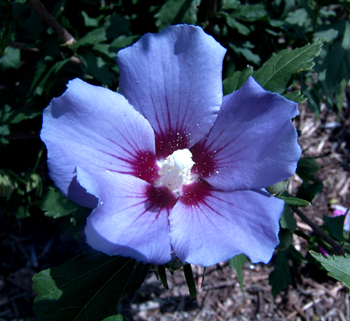 Rose of Sharon