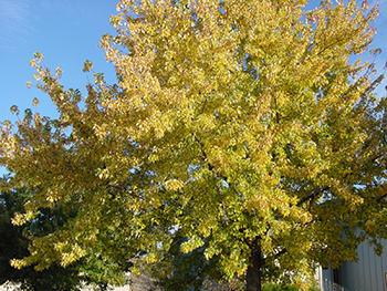 Silver maple tree