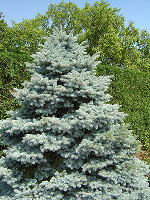 Bakeri Blue Spruce