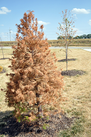 Dead evergreen from drought