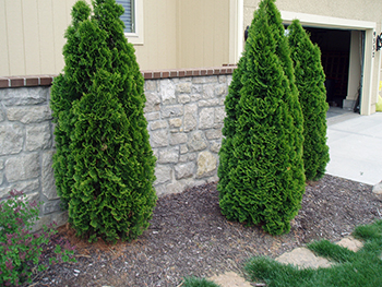 Degroot Spire Arborvita