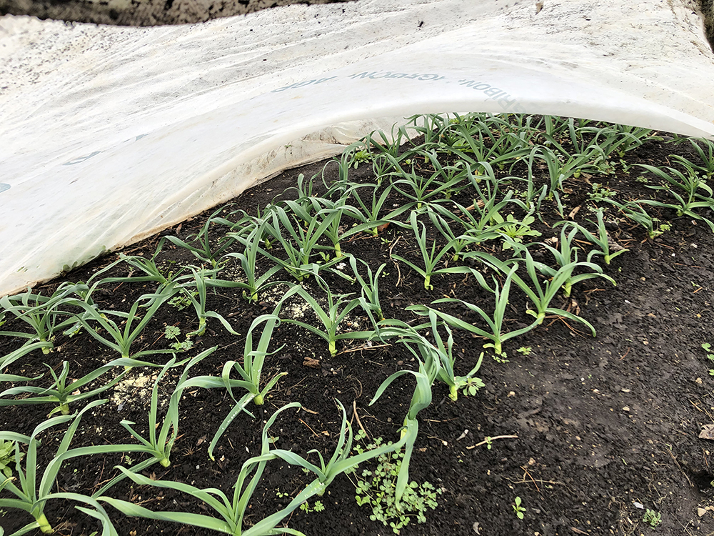 garlic starts