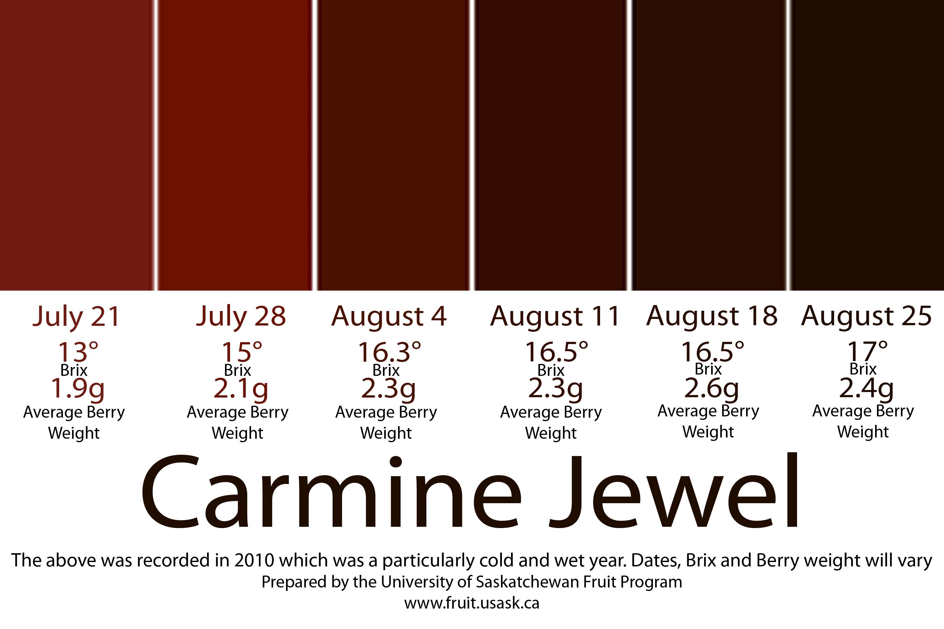 carmine jewel coloring