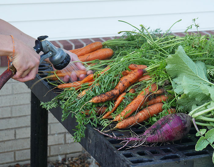 photograph of carrots