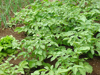 potato plants