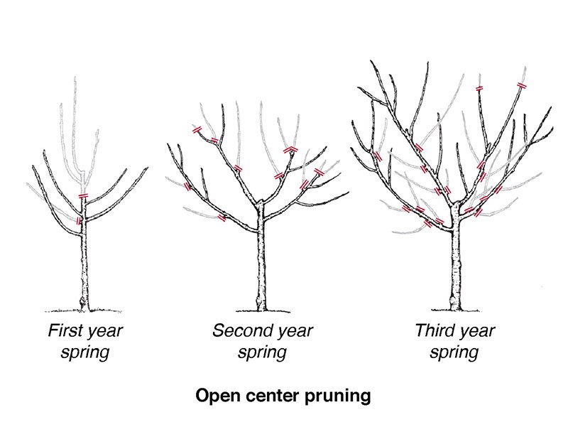 pruning