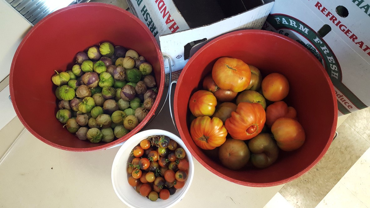 buckets of multicolor tomatoes