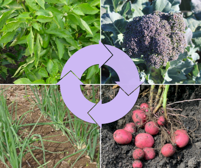 crop rotation