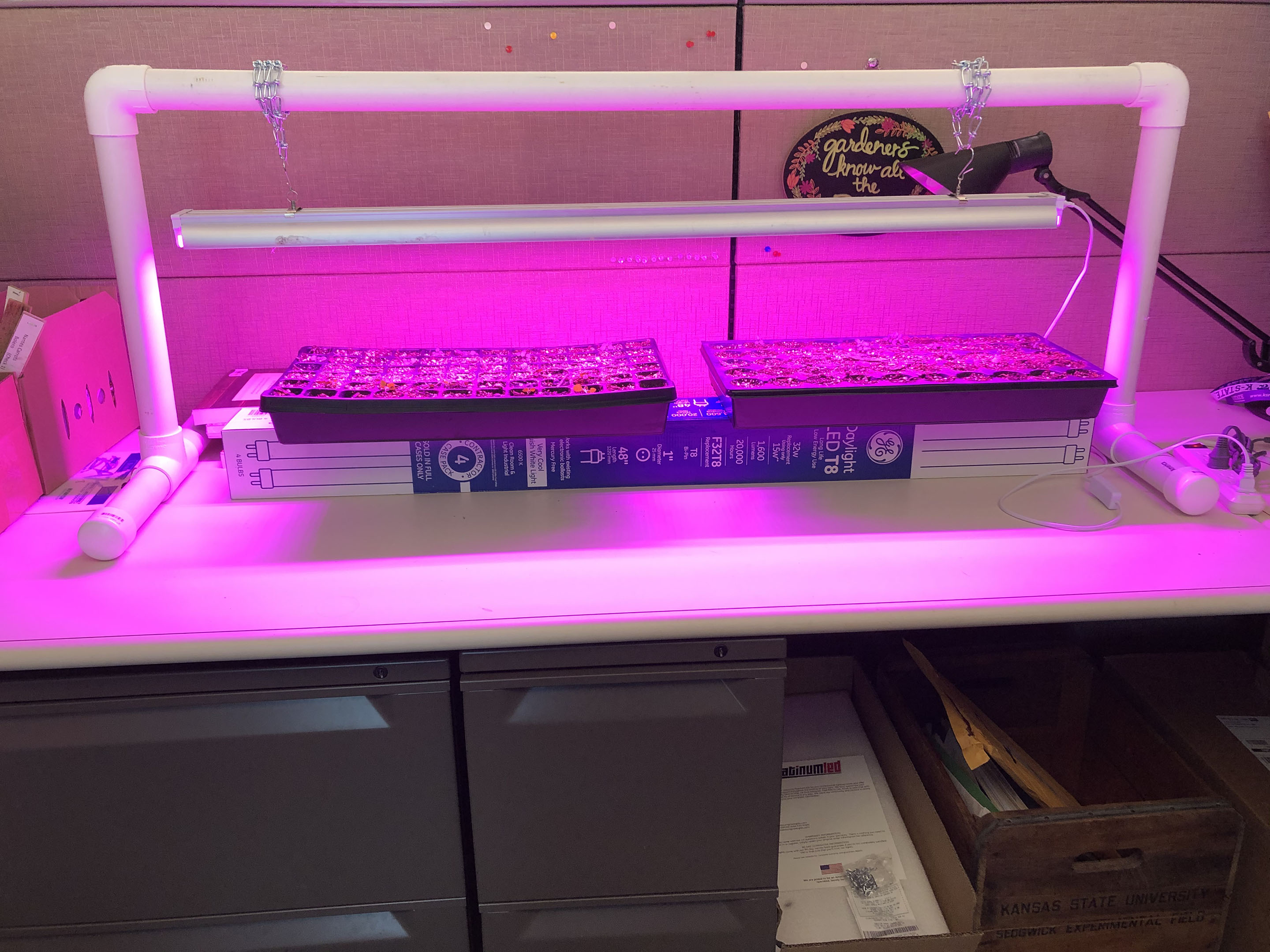 Purple Lights