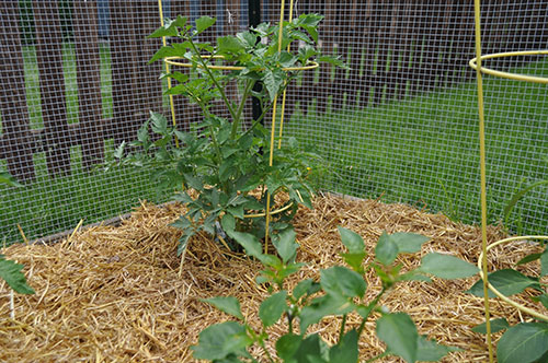 tomato