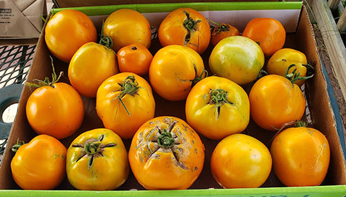 tomatoes