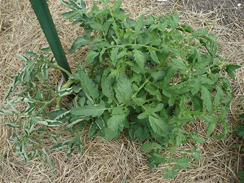 tomatoe
