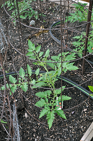 Tomato transplant in cages