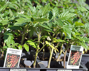 Tomato transplants