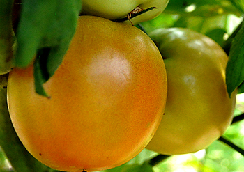 Tomatoes growing on the vine