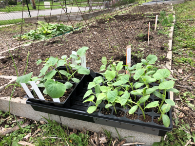 veggie garden