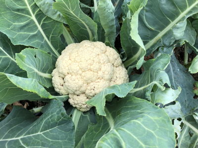 cauliflower