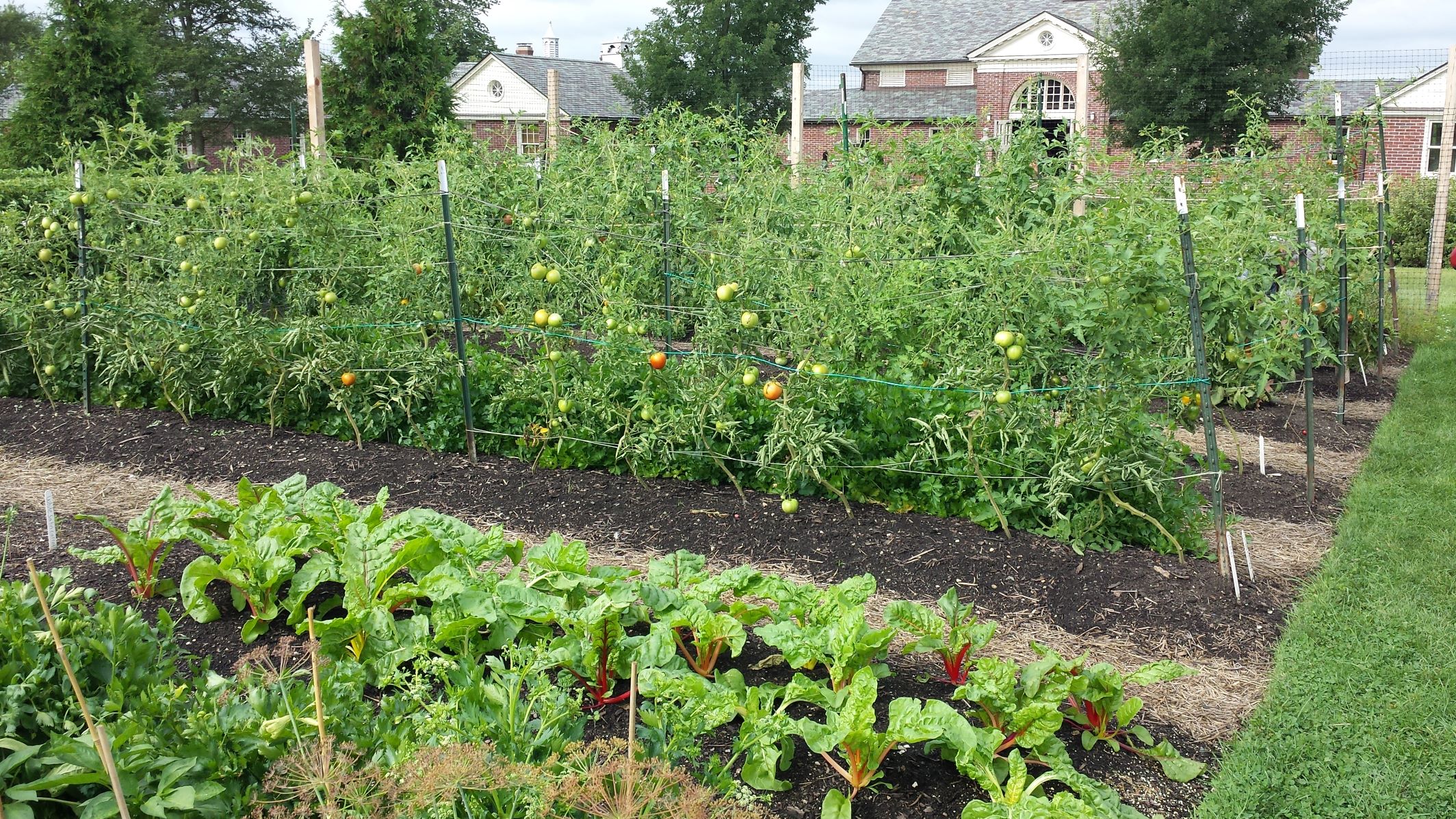 Veggie Garden 